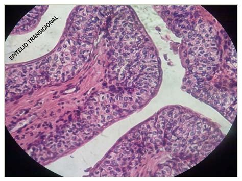 Cortes Histologicos