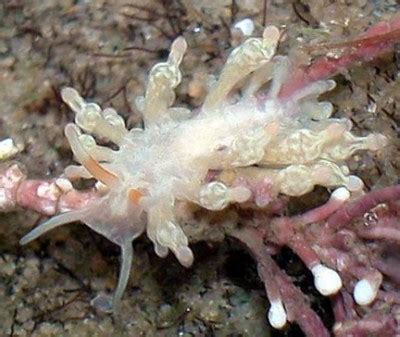 The Sea Slug Forum Phestilla Minor