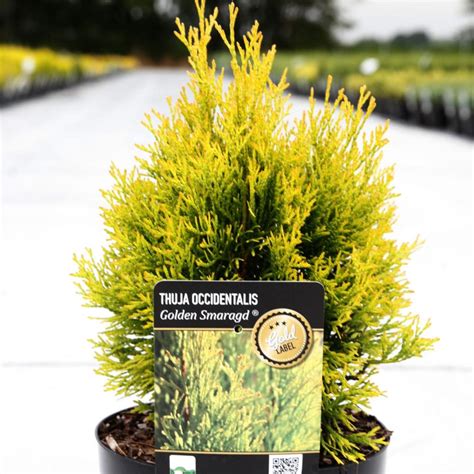 New Styles Every Week Thuja Occidentalis Aurea American Golden