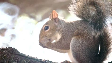 Fluffy Junior The Baby Squirrel Eats Shelled Walnut In The Tree Youtube