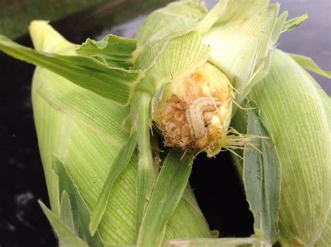 Sweet Corn Sampling Across Virginia Moth Catch For Week Of Aug 6 10 Virginia Ag Pest And