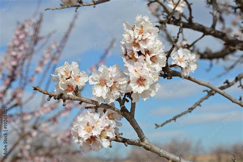 Rama De Almendro En Flor Foto De Stock Adobe Stock