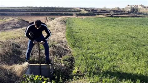 Los Agricultores Catalanes Sustituyen El Ma Z Por La Cebada Y El Trigo