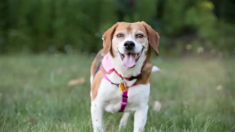 Pet Insurance Explained: Breeding Coverage from AKC Pet Insurance