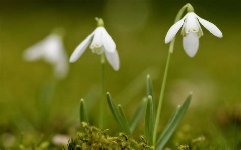 Fondos De Pantalla Luz De Sol Flores Naturaleza Césped Verde