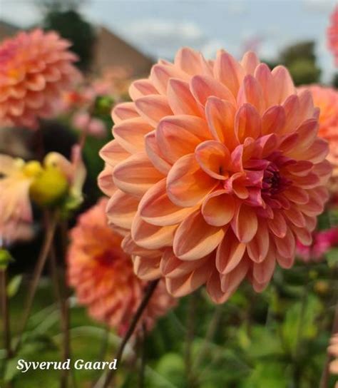 Dahlia Moderato Nyhet Syverud Gaard