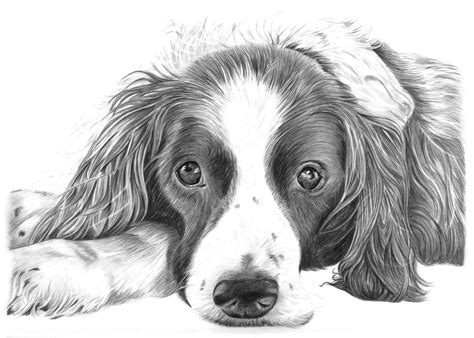 pencil drawing dogs 1