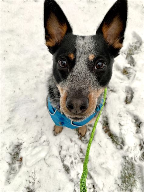 All Locations Closed 1/10-1/11 - Blue Ridge Humane Society