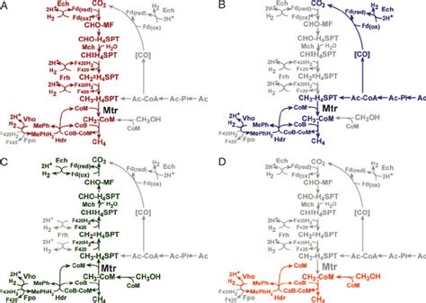 Four Overlapping Methanogenic Pathways Found In M Barkeri Many Download Scientific Diagram