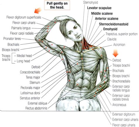 Health And Fitness에 있는 naoki님의 핀 인간 해부학 해부학 그림 요가 해부학