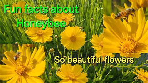 Fun Facts About Honey Bee Youtube