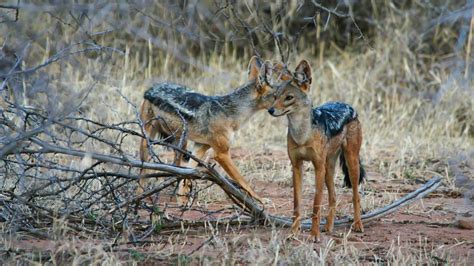 Mpala Live Field Guide Black Backed Jackal Mpalalive