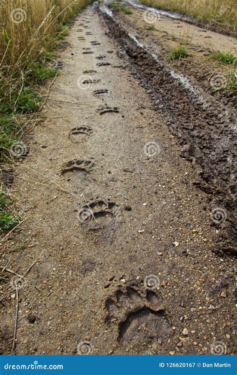 Black Bear Tracks stock image. Image of bear, path, dangerous - 126620167