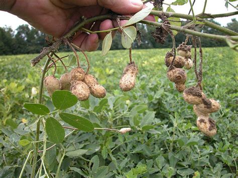 Arachide semis culture et récolte au potager