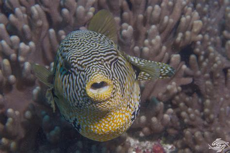 Map Pufferfish – Facts and Photographs | Seaunseen