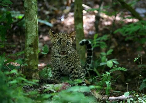 Video Rare Encounter Amateur Photographers Capture Stunning Images