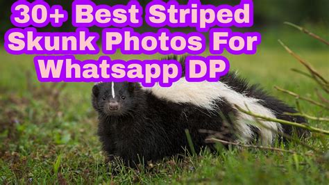 Fascinating Facts About the Striped Skunk: Nature's Amazing Creature