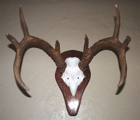 Whitetail Skull Mount : 10 Steps - Instructables