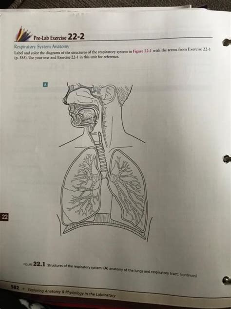 Solved Pre Lab Exercise Respiratory System Anatomy Chegg