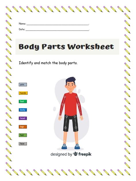 Body Parts-Worksheet | PDF