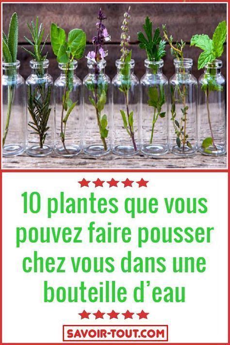 10 Plantes Que Vous Pouvez Faire Pousser Chez Vous Dans Une Bouteille D