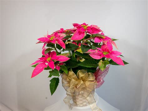 Pink Poinsettia | Roseland Flower & Nursery