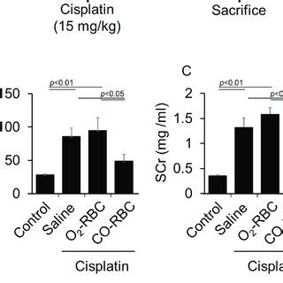 Co Rbc Exerts Antioxidant Effects On Cisplatin Induced Aki Mice To