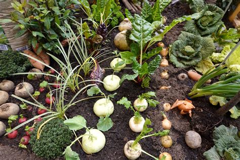 Cultiver ses propres fruits et légumes est ce moins cher que de les