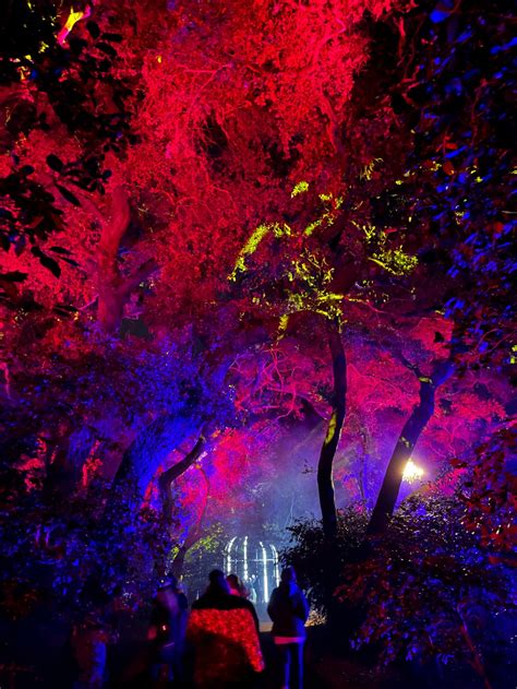 Descanso Gardens' Enchanted Forest of Light