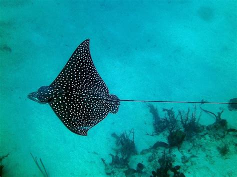 Spotted eagle ray - Facts, Diet, Habitat & Pictures on Animalia.bio