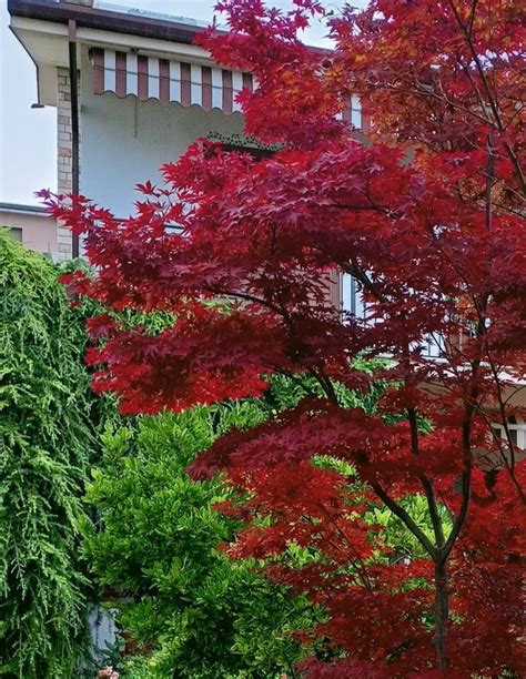 Acer Palmatum Acero Rosso Giapponese Come Coltivarlo In Vaso O Terra