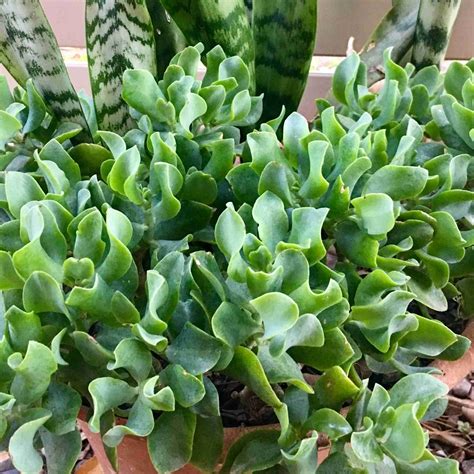 Crassula Arborescens Subsp. Undulatifolia - Succulents Network