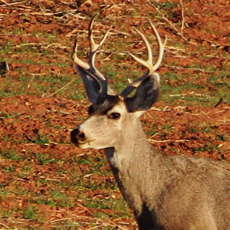 How Whitetail Deer Antlers Differ From Muledeer Antlers Gjm Nature Media