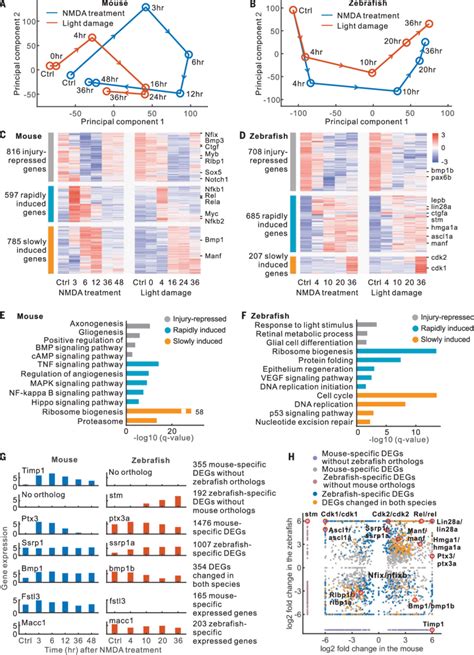 Rna Seq Analysis Of Mouse And Zebrafish Müller Glia A And B