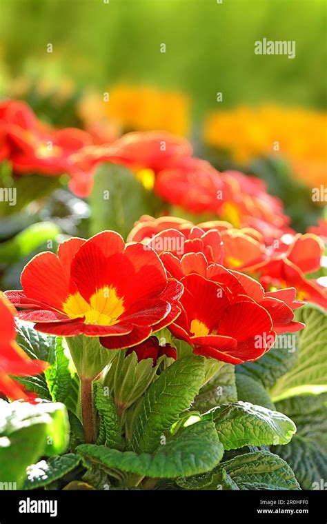 True English Primrose Primula Acaulis Primula Vulgaris Red Flowers