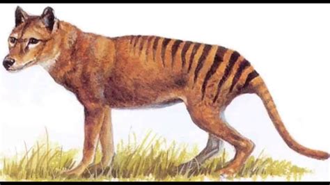 Tilacino O Tigre De Tasmania Extinci N Youtube