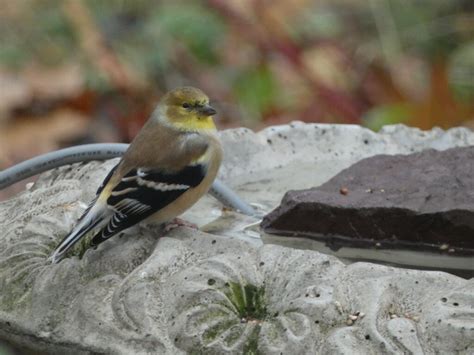 Female American Goldfinch - FeederWatch