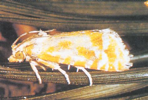 Pine Tip Moths Forest Nursery Pests