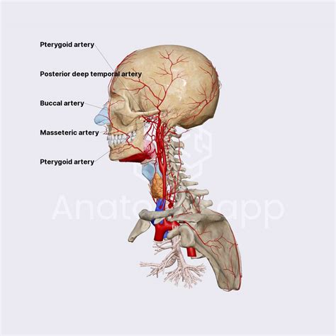 Pterygoid Part Of Maxillary Artery Arteries Of The Head And Neck Head And Neck Anatomy App