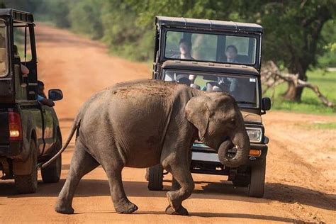 Udawalawe National Park By Ajith Safari Yala National Park