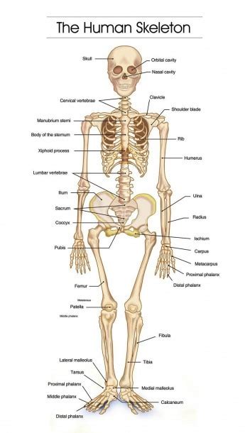 Detailed Human Skeleton Diagrams | Best Diagram Collection