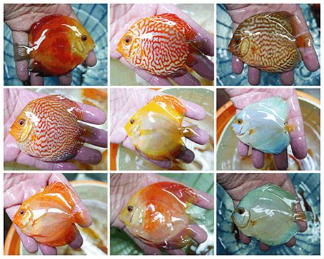 Discus Fish Discus Fishes Discus Fish For Sale Discus Aquarium