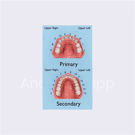 Universal Tooth Numbering System Dental Notation Systems