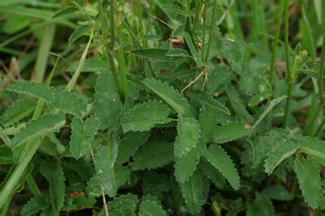 Sanguisorba officinalis