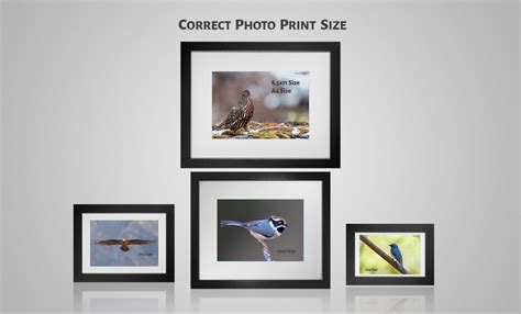 What Are Typical Photo Print Sizes | Webframes.org