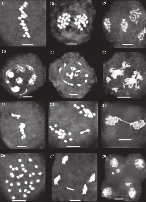 Metaphase I. (18) Telophase I. (19) Anaphase to telophase II. (20 ...