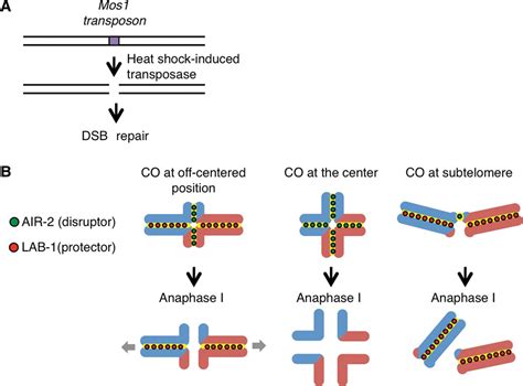 Regulation Of Crossover Frequency And Distribution During Meiotic