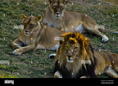 Animals in captivity Stock Photo - Alamy