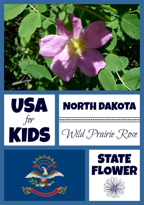 North Dakota State Flower - Prairie Rose by USA Facts for Kids