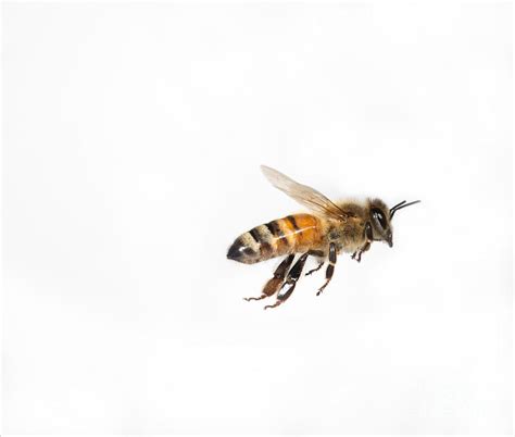 Honey Bee Photograph Honey Bee In Flight By Ted Kinsman Honey Bee